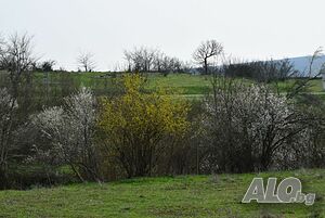 image_17