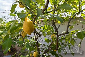 image_28