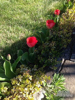 image_17