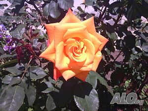 image_17