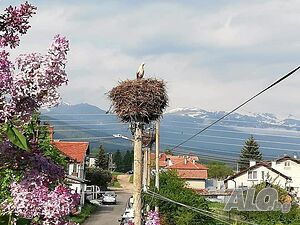 image_66