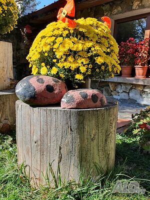 image_22