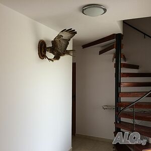 image_11