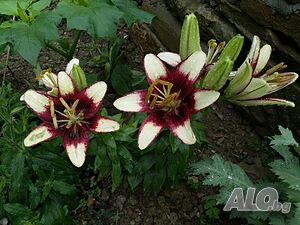 image_32