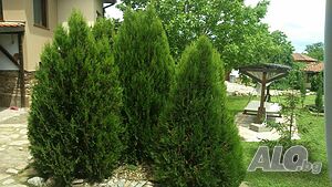 image_9