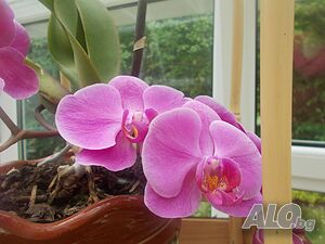 image_11