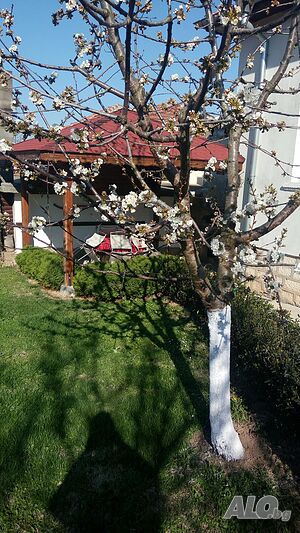 image_19