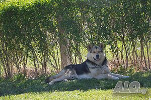 image_31