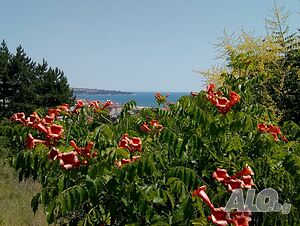 image_43