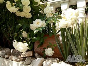 image_53