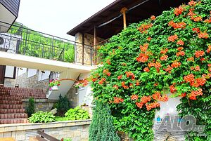 image_19
