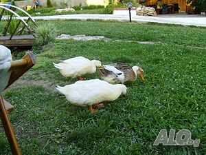 image_4