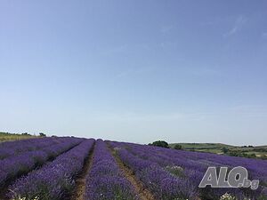 image_20