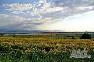 image_17