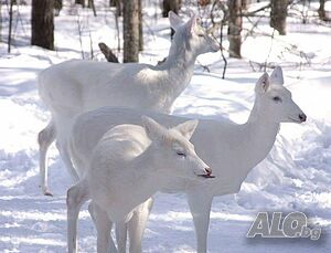 image_21