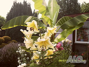 image_15