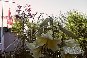 image_24