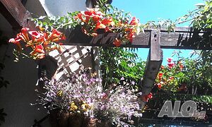 image_19