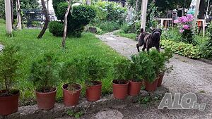 image_16