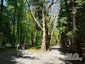 image_19