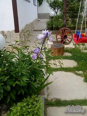 image_5
