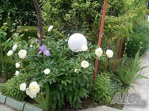 image_8