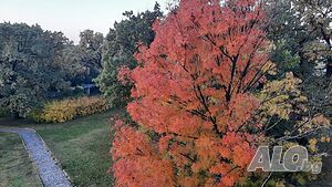 image_5