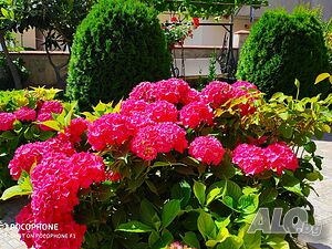 image_12