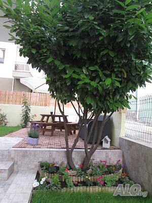 image_5