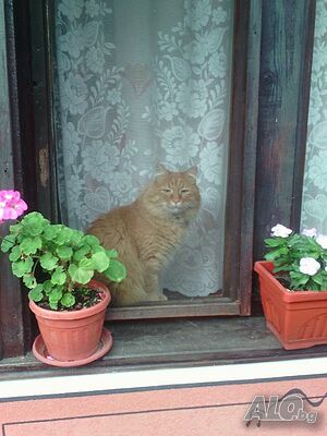 image_9