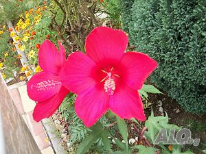 image_24