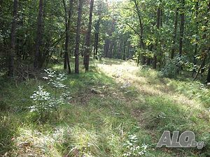 image_31