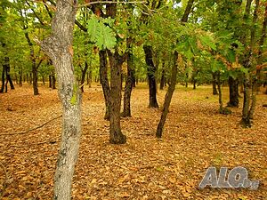 image_33