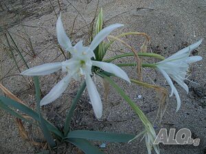 image_39