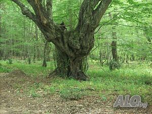 image_40