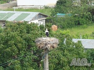 image_8