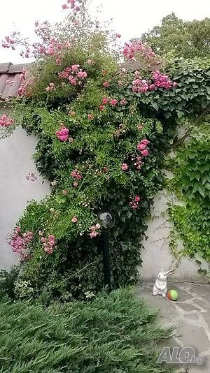 image_43
