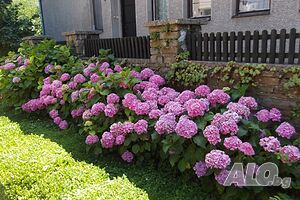 image_18
