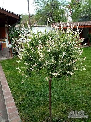 image_43
