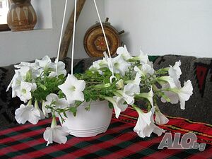 image_29