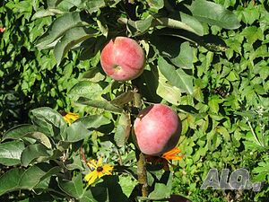 image_36