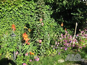 image_38