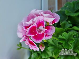 image_12