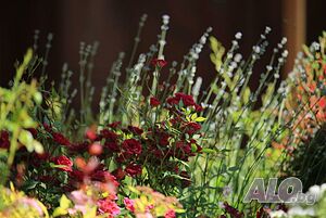 image_20