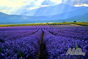 image_21