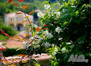 image_30