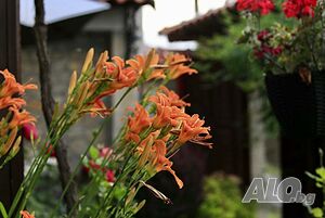 image_34