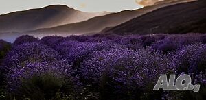 image_37