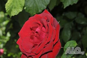 image_8