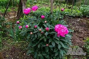 image_27